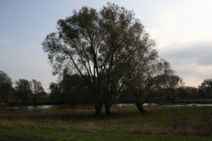 The old willow by the water