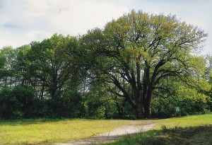 Monument of nature - 400 year old Vyeshenskiy oak. State museum-preserve of M.A. Sholokhov 