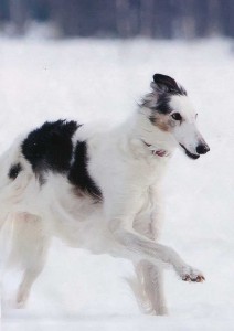 Winter Greyhound race.