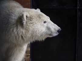 Rosneft Oil Company Contributes to Saving Polar Bear Cub on Dikson Island