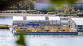 Greenpeace Demands Release of Whales Held Captive in Russia