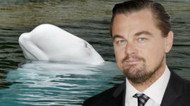 Hollywood Celebrities Call on Russia to Free Captive Whales