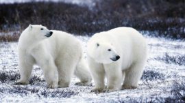 Russia’s Military Vows to ‘Prevent Invasion’ of Polar Bears in Arctic Town