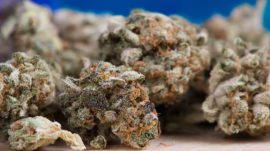 Russia’s Health Ministry Wants to Import Marijuana for Research