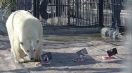 Bears in Russian Zoo Predict Ukrainian Election