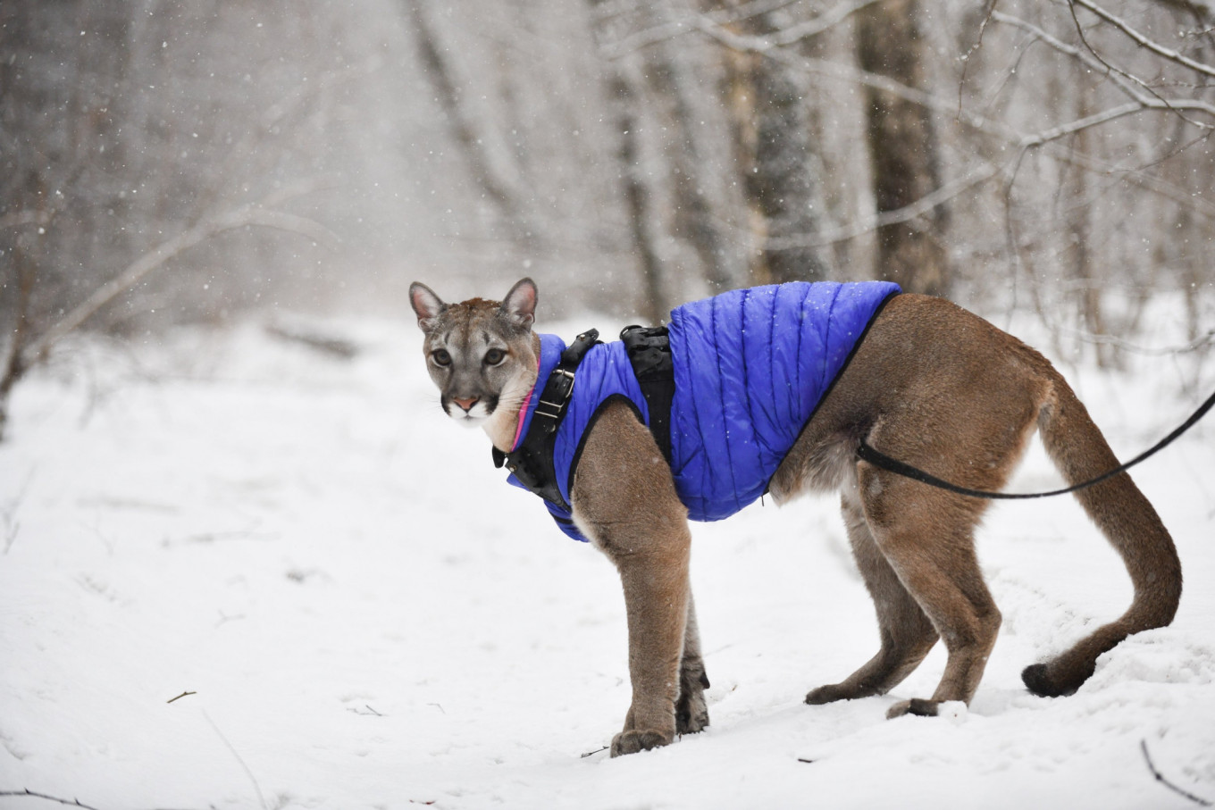 pet puma