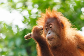 Russian Detained Smuggling Drugged Orangutan out of Bali
