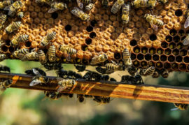 No Chestnut Trees, No Honey — Beekeeping at Risk in Russia’s South