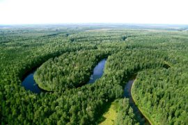 Rosneft Group Companies Planted 1 Million Seedlings for Forest Conservation in 2018