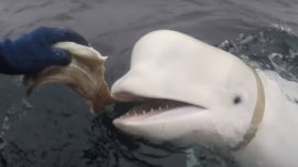 Russian Navy May Have Trained Whale Discovered in Norway, Specialists Say