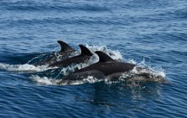 Scientists of Shirshov Institute of Oceanology of RAS Expand Black Sea Dolphins Research Programme with Rosneft’s Support