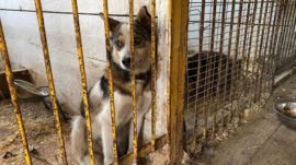 Siberians Rescue Pets From Historic Floods With Amphibious Tank