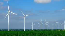 Wind Turbines Ignore Birds’ Interests, Putin Says