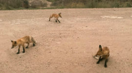 Foxes Beg for Food in Wildfire-Hit Siberia, Sparking Social Media Outcry
