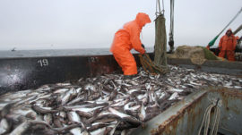 Russia Seizes North Korean Vessels in Poaching Clampdown