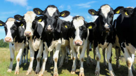 Russia Is Importing Thousands of Cows From Europe