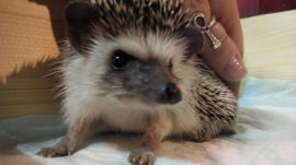 Moscow Cafe Offers Responsible Playtime With Hedgehogs