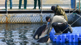 Russia Releases Last of Captured Whales Into the Wild