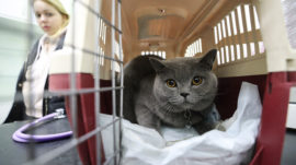 No Fat Cats in the Plane Cabin, Russia Says