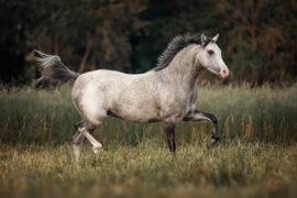 How North Korea’s Leader Buys Purebred White Horses From Russia’s Stud Farms