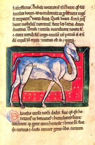 Ass /asinus/, Horse /equus/