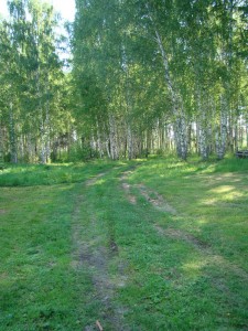 birch grove.