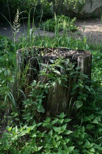 Stump with grass.