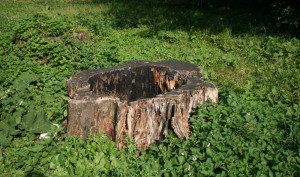 The stump