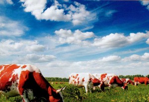 Graze cows.