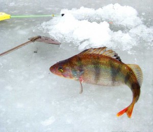 Winter fishing in Russia.