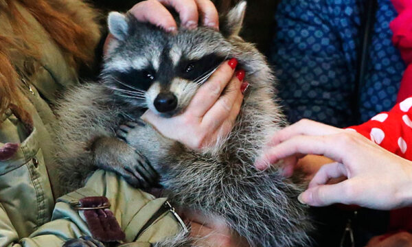 Kremlin envoy calls for ban on keeping wild animals as house pets