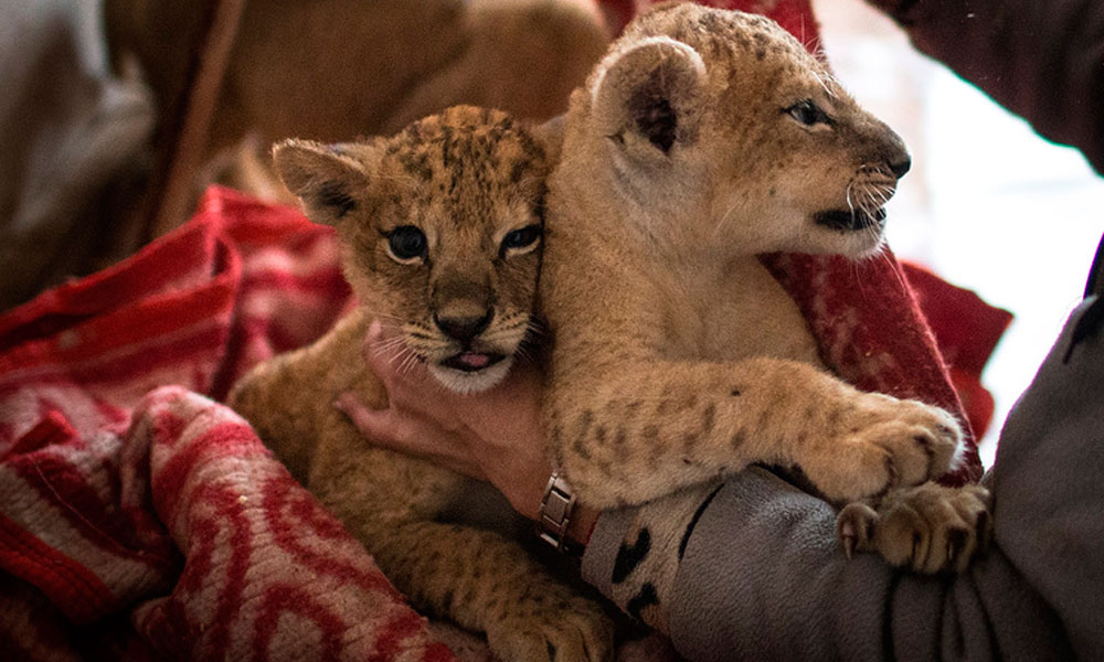 Two lion cubs discovered in Moscow’s