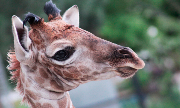 Muscovites’ house pets