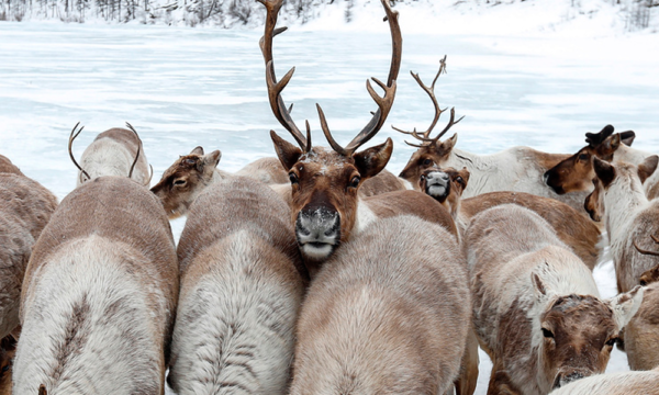 tass.com/society/942162