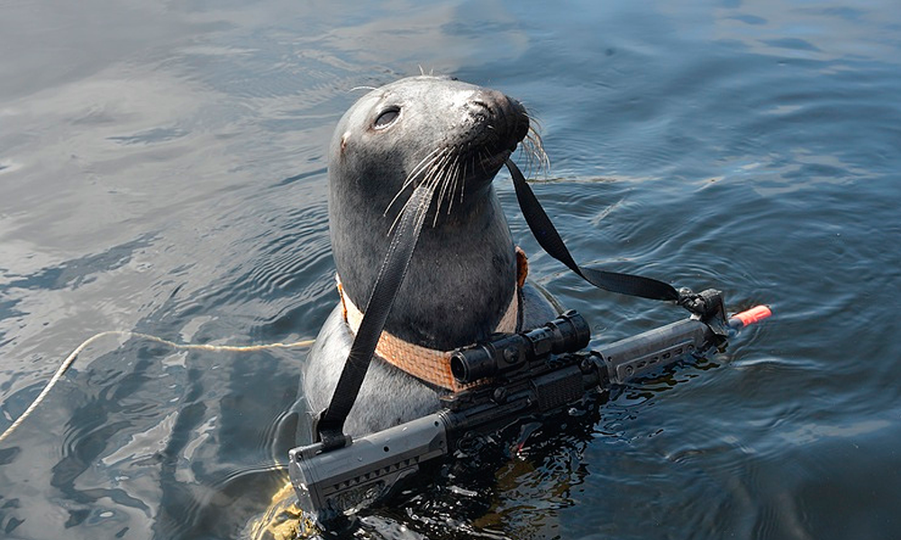 Seal school in session: see how sea mammals are trained
