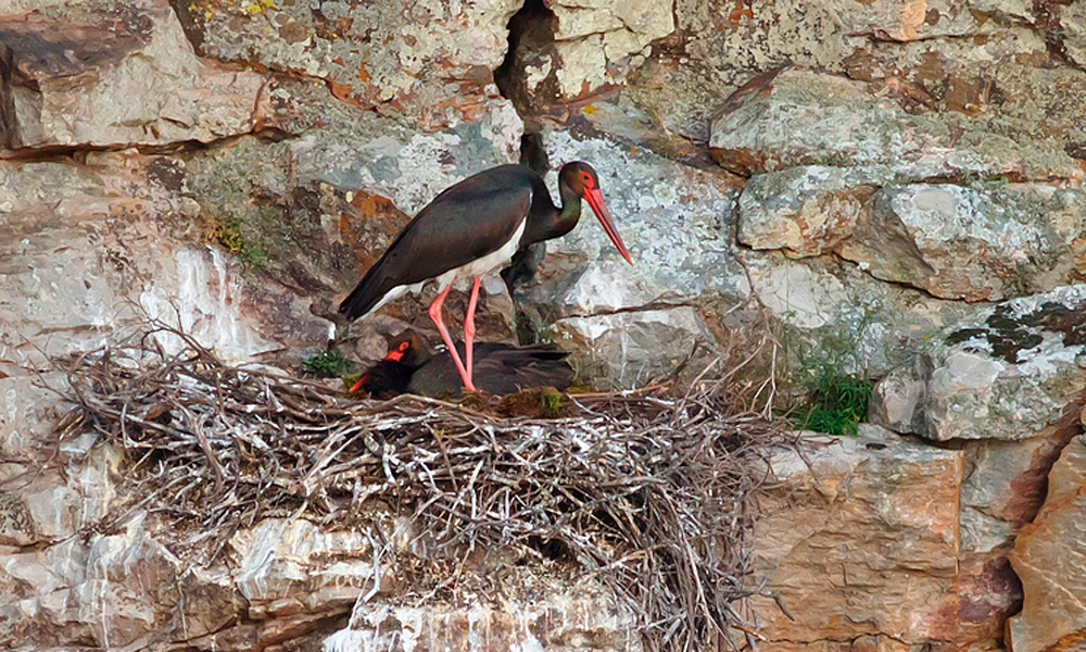 Black storks return to Moscow region after century-long absence