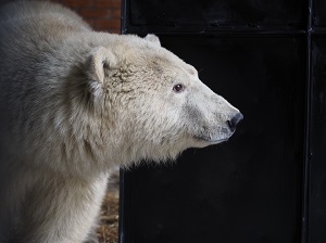 Rosneft Oil Company Contributes to Saving Polar Bear Cub on Dikson Island