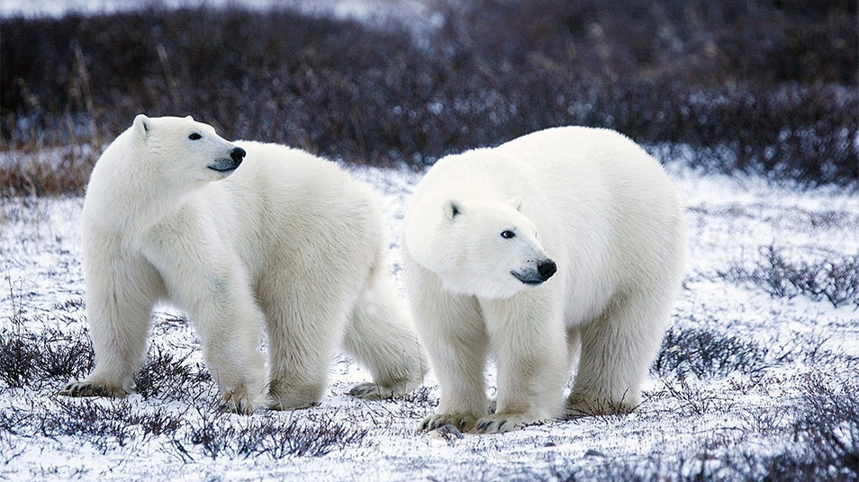 Russia’s Military Vows to ‘Prevent Invasion’ of Polar Bears in Arctic Town