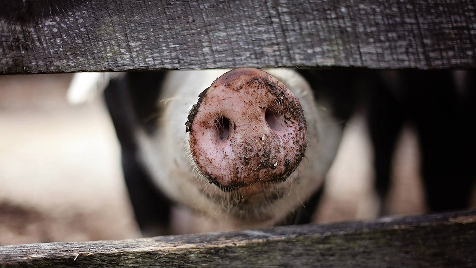 Russian Farmer Eaten Alive by Pigs