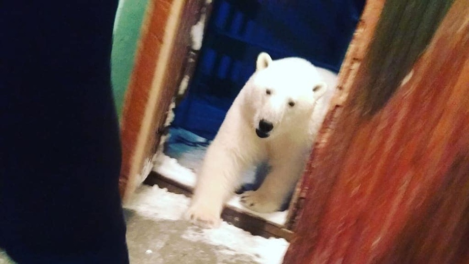 Russian Town Chases Out Rowdy Polar Bear Invaders