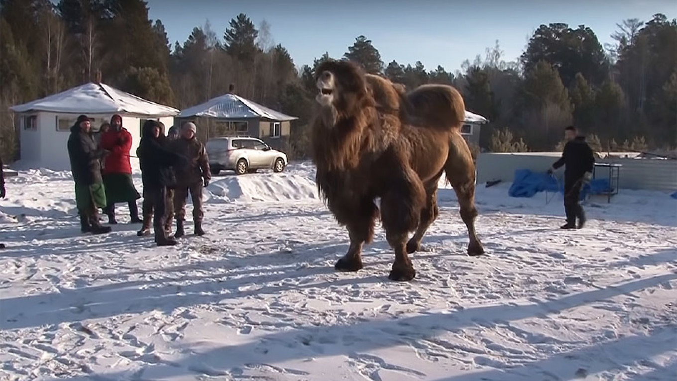 Siberian Shamans Revive Ancient Camel-Burning Rite ‘to Help Russia’