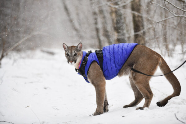Pet Puma Prowls Through Snowy Moscow Park