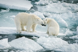 Rosneft Continues Research of Polar Bear Population