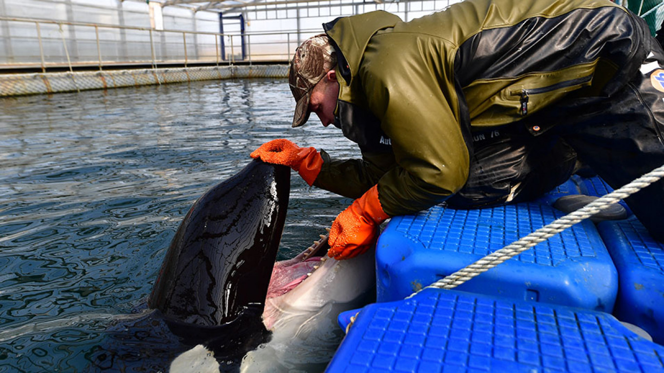 Russia Orders Firms to Release Captive Whales After Outcry