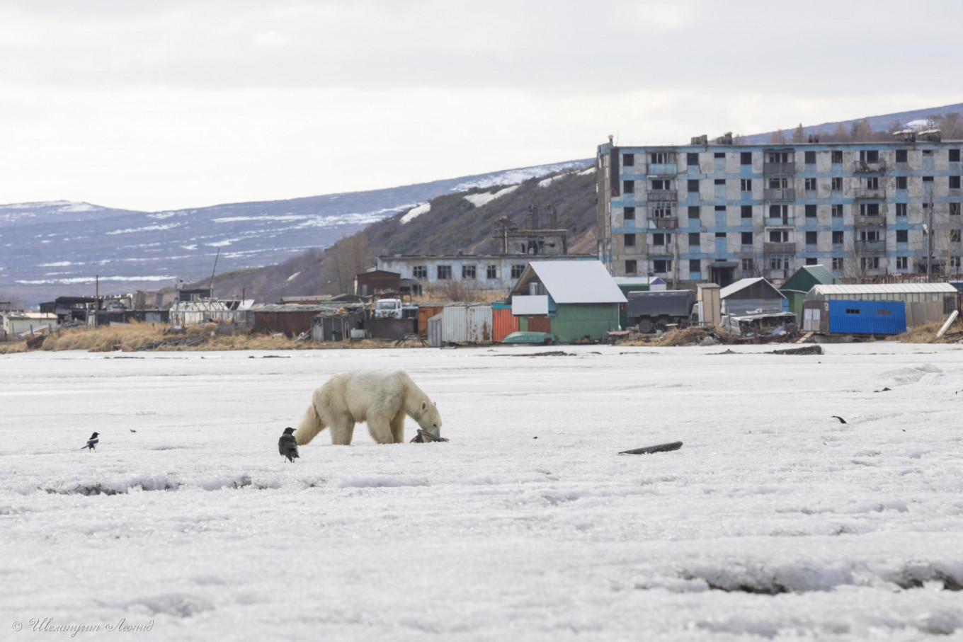 ‘Drained and Weak’ Polar Bear Appears 700km South of Habitat in Russia’s Far East