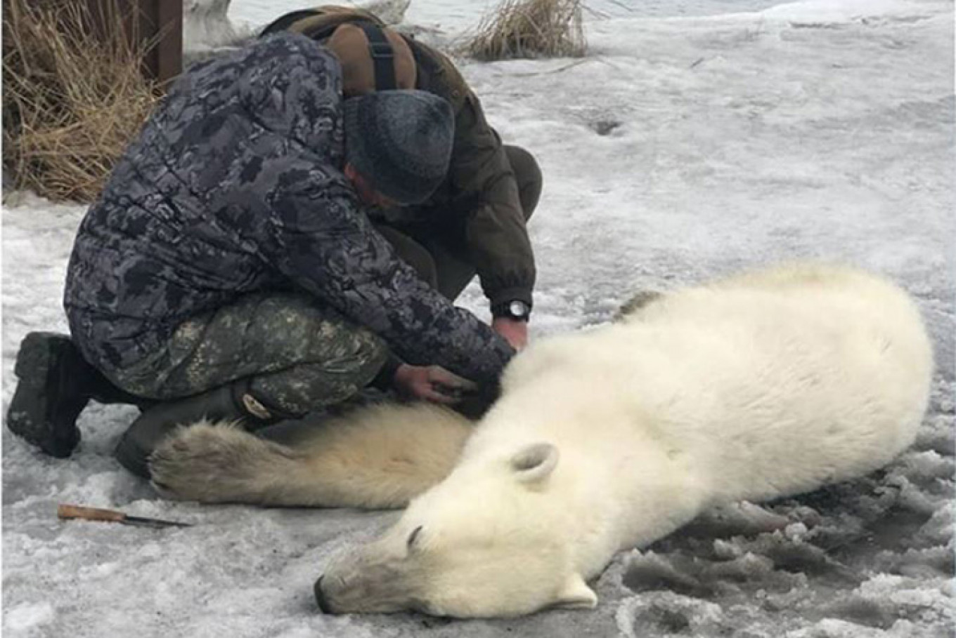 Lost Polar Bear Airlifted North From Russian Village