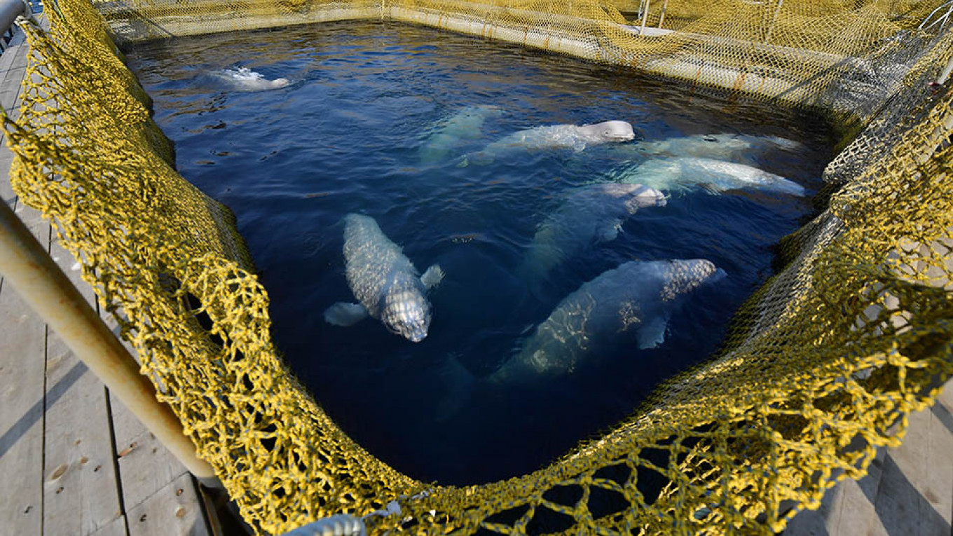 Russia Decides to Free Captive Whales After Outcry – Governor