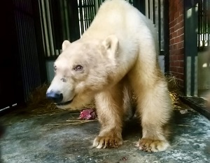 Rosneft Takes Part in Rescue of the Polar Bear in Norilsk