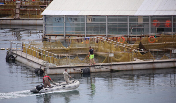 Russia Starts Freeing Captive Belugas From ‘Whale Prison,’ Reports Say