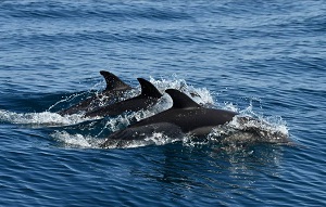 Scientists of Shirshov Institute of Oceanology of RAS Expand Black Sea Dolphins Research Programme with Rosneft’s Support